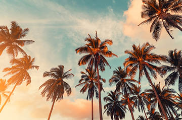 Looking skyward through palm trees