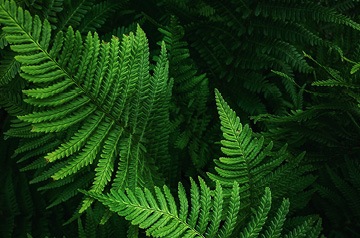 green ferns