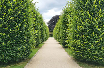 walkway between shaped hedges