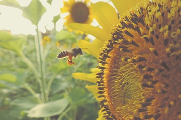 closeup of bee on sunflower