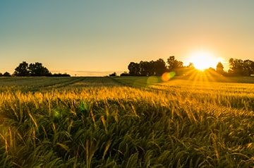 Sunset golden hour over a grassy field 