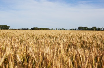 Estate Tax Exemptions Oregon Farmers and Ranchers