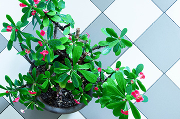 houseplant
