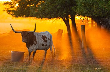 longhorn bull