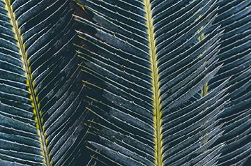 closeup of foliage