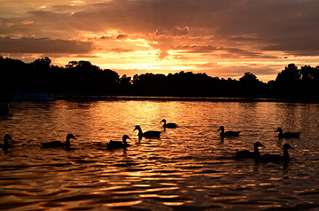 ducks on lake at sunset
