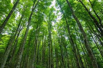 Tall trees