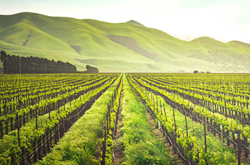 vineyard