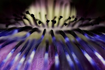 closeup of flower