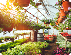 nursery greenhouse