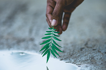 holding fern frond