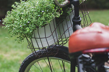 potted herbs in bicycle basket