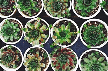 potted succulents