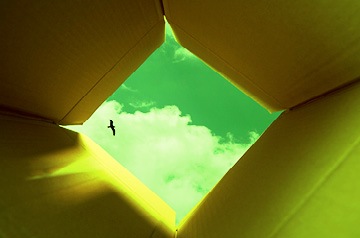 Window, bird in sky