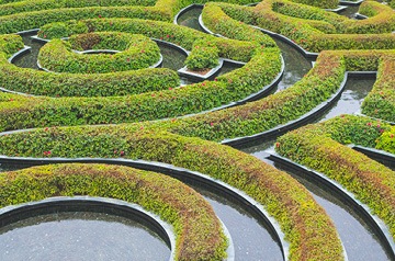 hedge maze