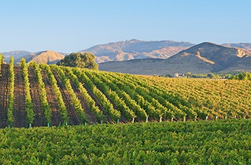 Vineyard with mountains far off in the background
