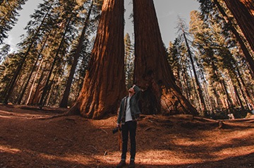 Person standing in front of giant trees in the forest