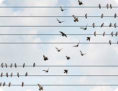 flock of birds