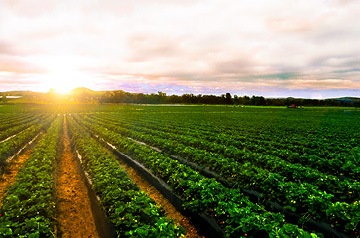 Tidy rows of crops seen at sunrise.