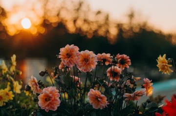 dahlias