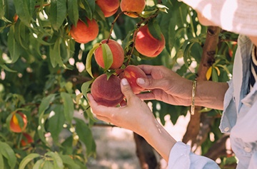 picking peaches