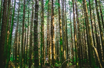 Tall trees