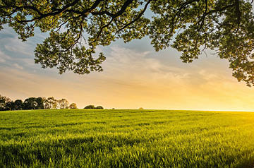 SCOTUS IEEPA Tariff Ruling Agribusiness Thumbnail