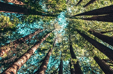 Blue sky viewed from the forest floor