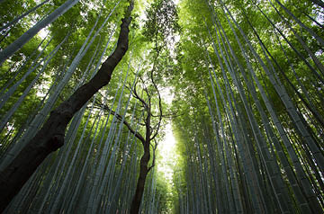 Trees in the forest