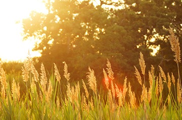 field at sunset