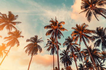 Looking skyward through a grove of palm trees
