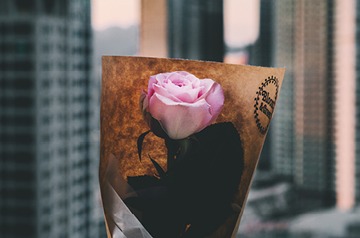 single pink rose